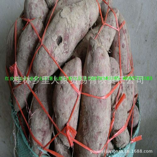 广西桂林供应批发广西桂林农副土特产农副产品鲜山药鲜淮山详情