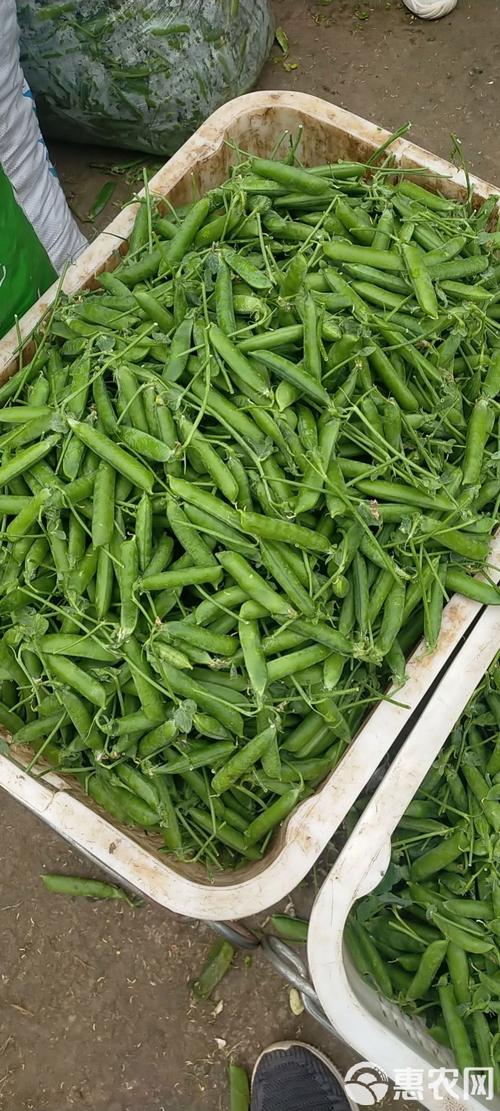 青豌豆禄劝农副产品为你供货